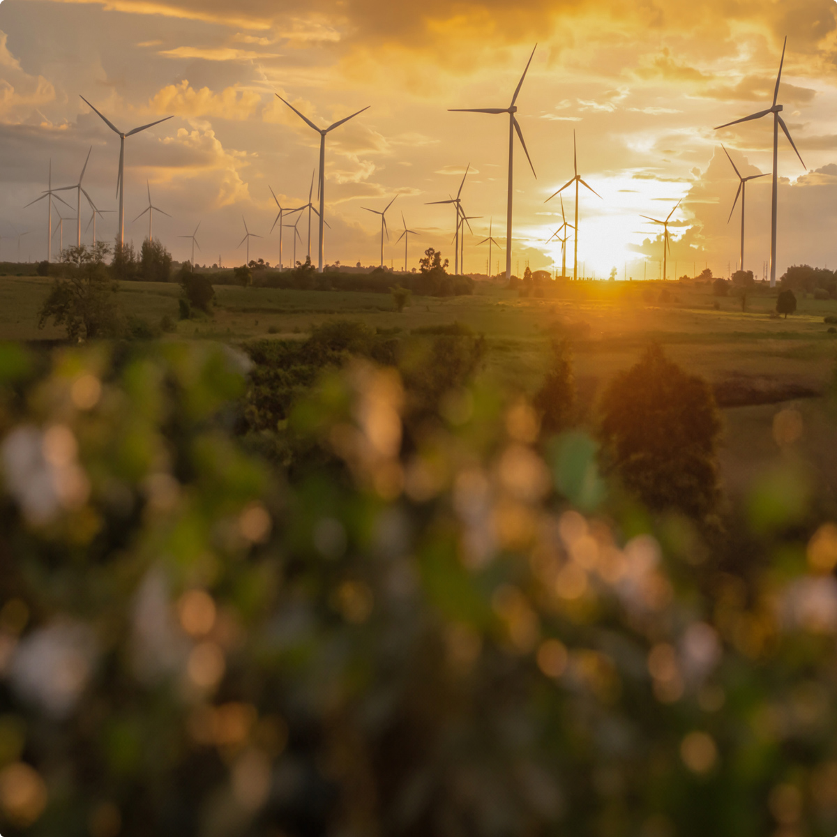 Closeup shot of a flower bush out of focus with rows of wind turbines and the sun setting in the background