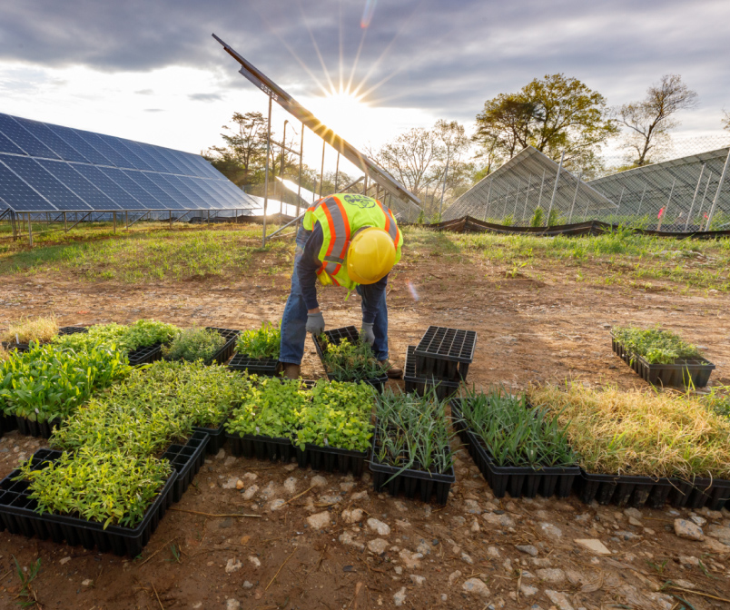 A worker preparing planters in front of rows of solar panels