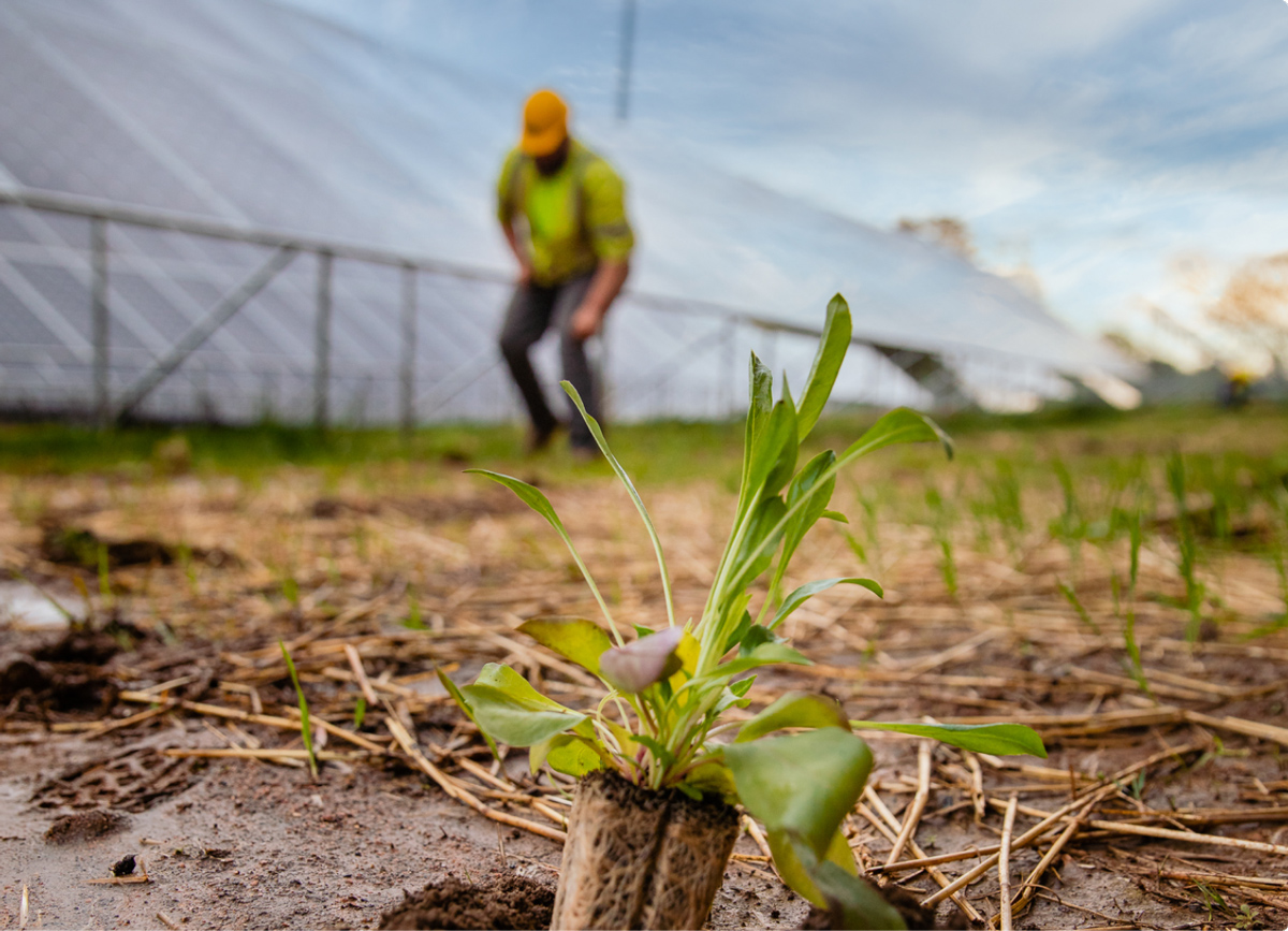 Closeup of a just-planted plant with a worker and solar panels out of focus in the background