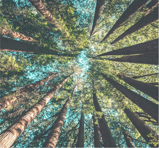 A view of a canopy from below