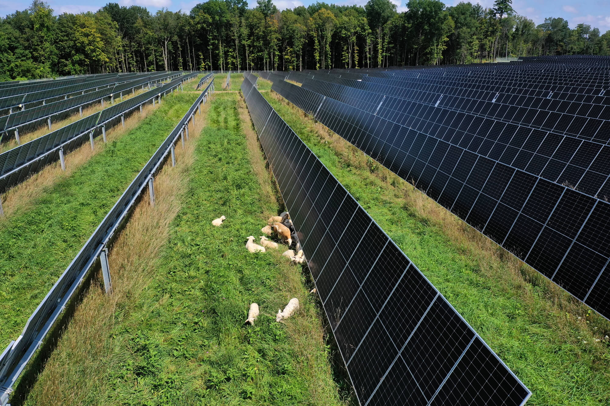 A side angle of rows of solar panels with sheep grazing between them