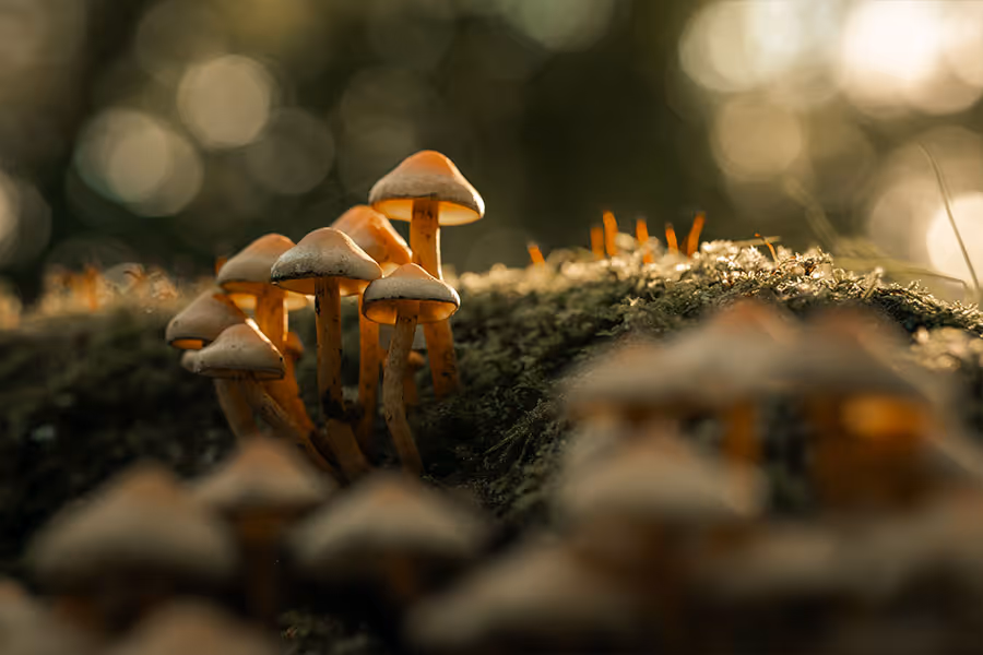 Cluster of small orange-tinted mushrooms growing on mossy ground with blurred forest background.