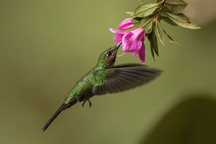 Green hummingbird hovering and feeding nectar from a pink flower against a blurred green background.
