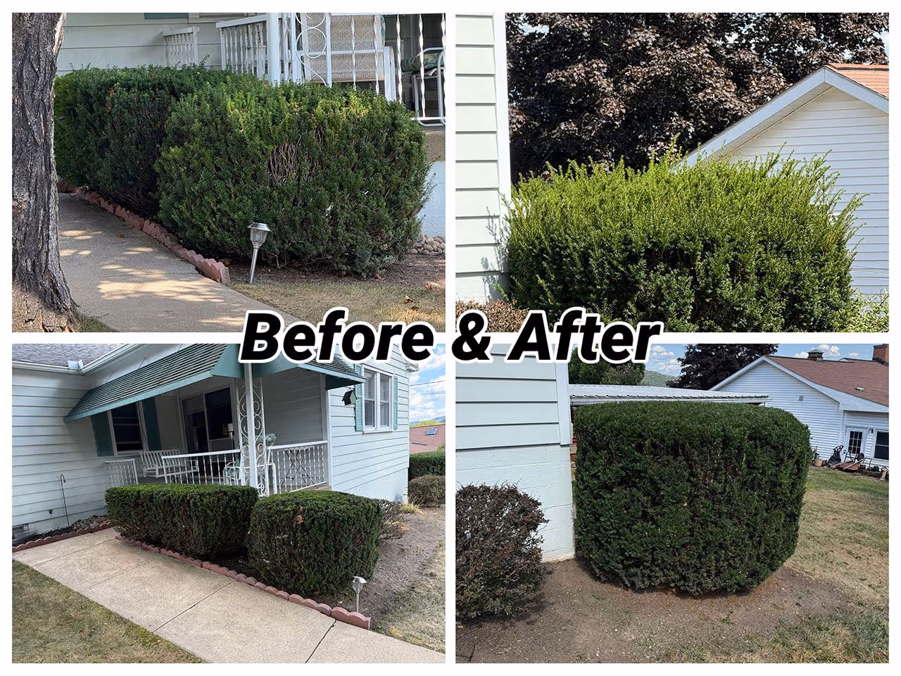 Hedge trimming before and after results in Williamsport, Pennsylvania by Ryan’s Lawn Care & Snow Removal