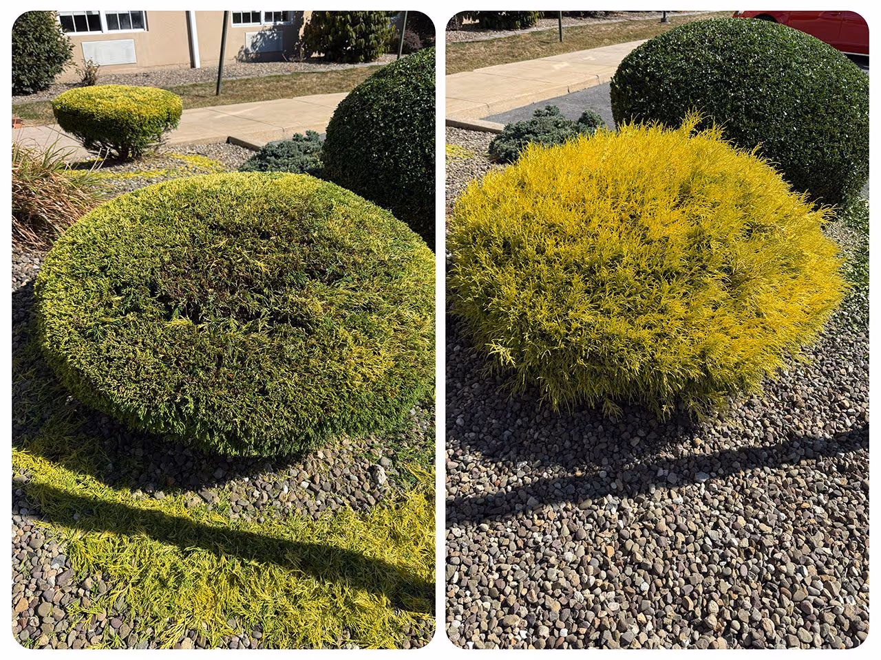 Landscape bed cleanup near me
