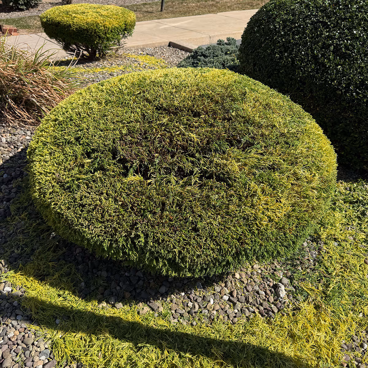 Shrub upgrade with mulch and rock installation near me