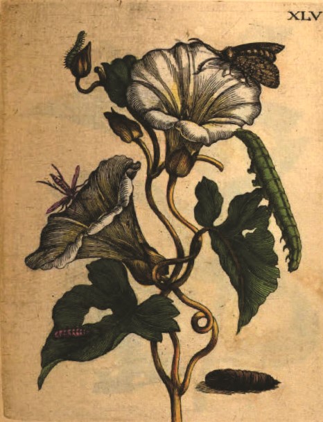 Morning Glory (Convolvulus major albo flore), Plate XLV from Volume 2 of Der Raupen wunderbare Verwandlung und sonderbare Blumennahrung (The Caterpillars’ Marvelous Transformation and Strange Floral Food), published 1718 (Johannes Oosterwijk, Amsterdam, Netherlands). Intaglio print with hand-applied watercolor. From the collection of Jay Pruett.