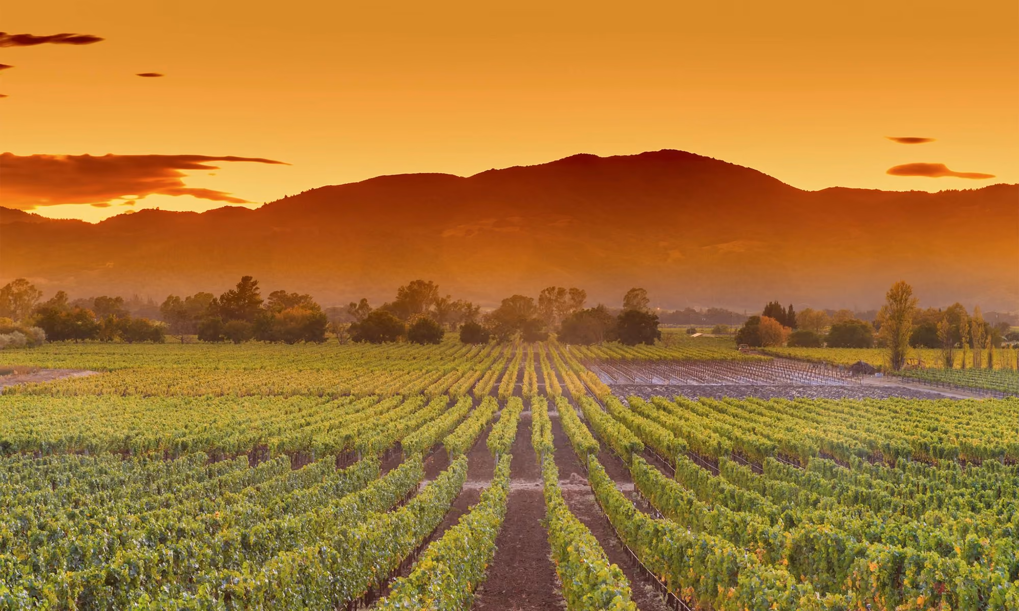 This is the Hero Image for the Napa Valley item