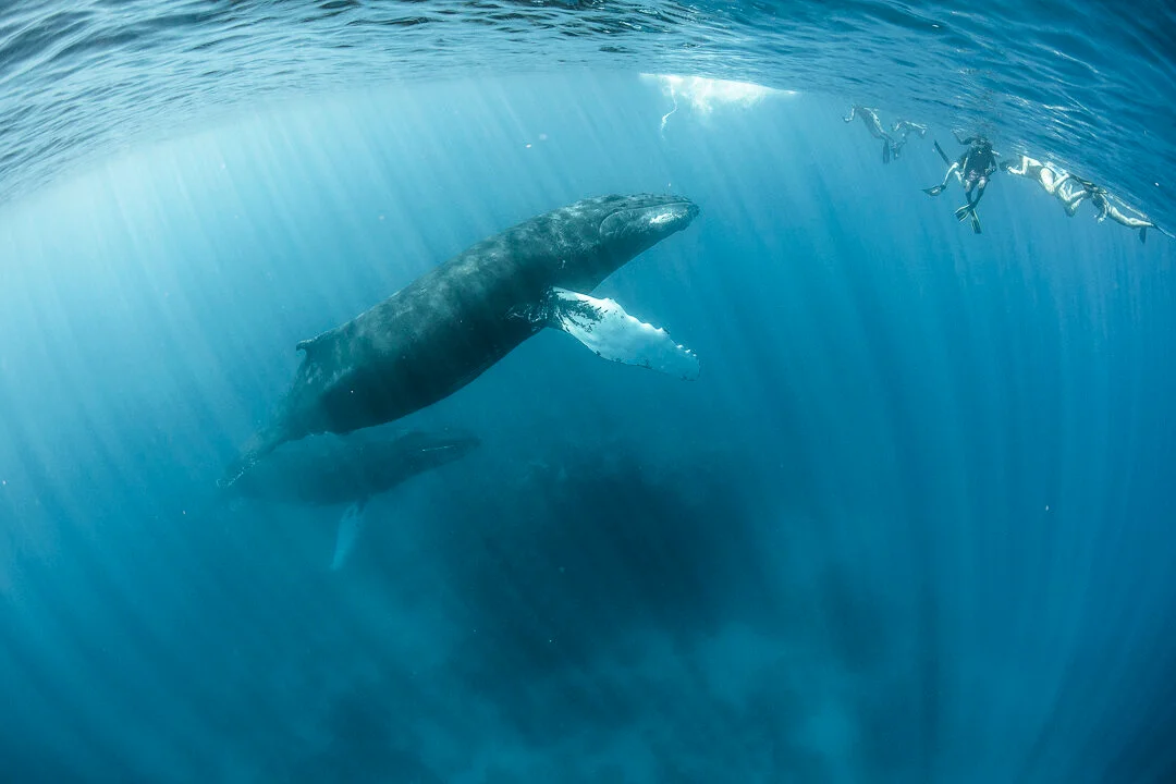 This is the Thumbnail for the DIVING *with* *the* WHALES *of* SILVER BANK item