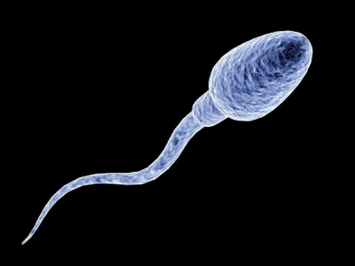Sperm Racing: Absurd, Immoral, or the Future of Betting?