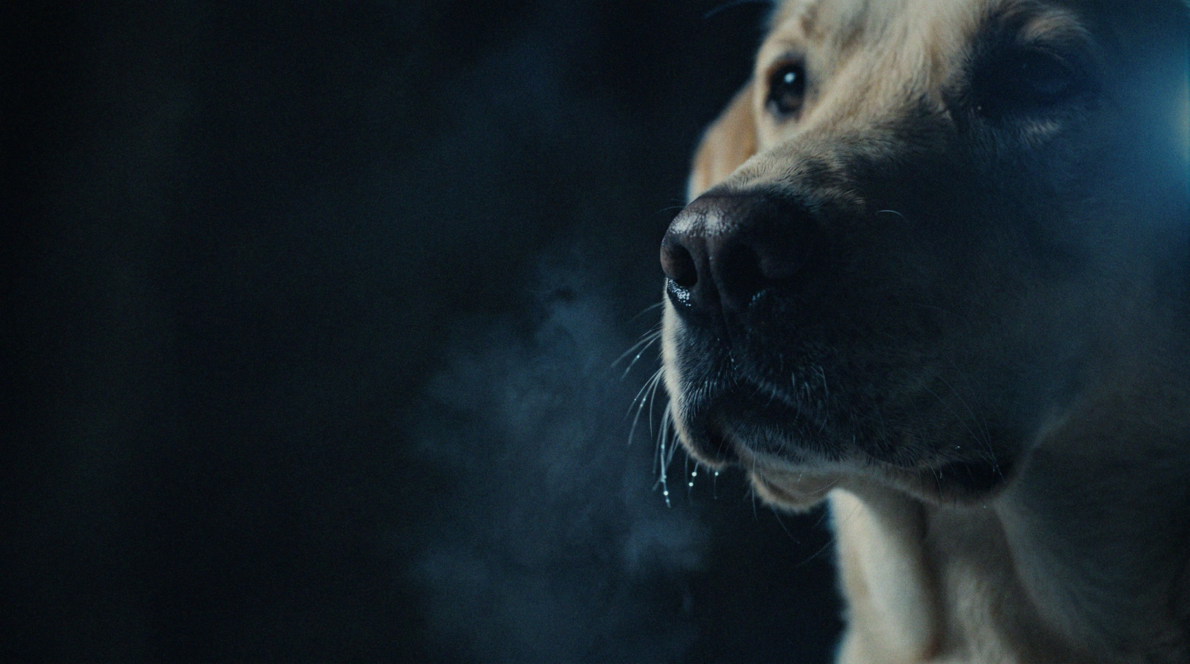 Close-up of a Labrador's nose in the dark, its breath visible in the cold air