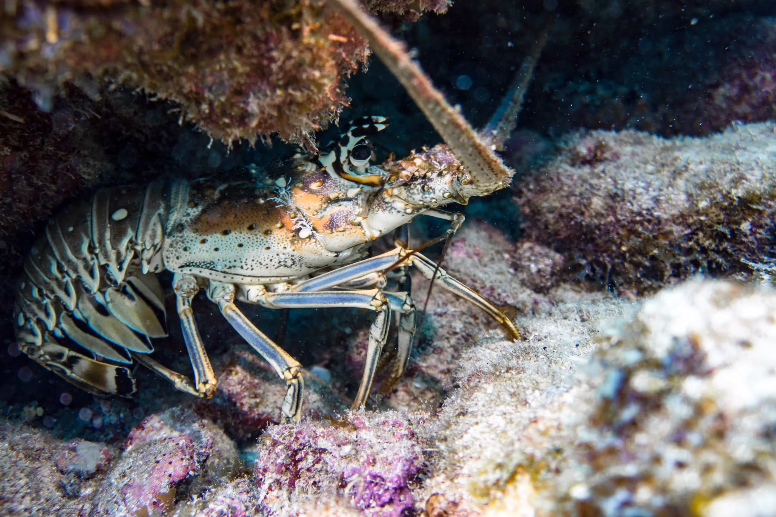 Spiny Lobster tucked into a reef crevice at Aquarium dive site, Islamorada Florida Keys