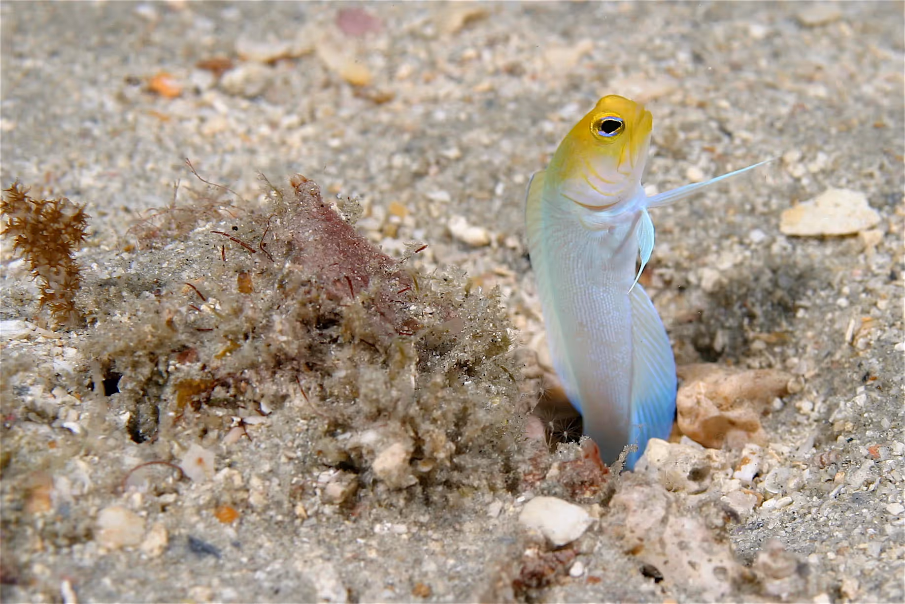 A yellowhead Jawfish popping it's head through a sand channel at The Fingers reef, Islamorada Florida Keys