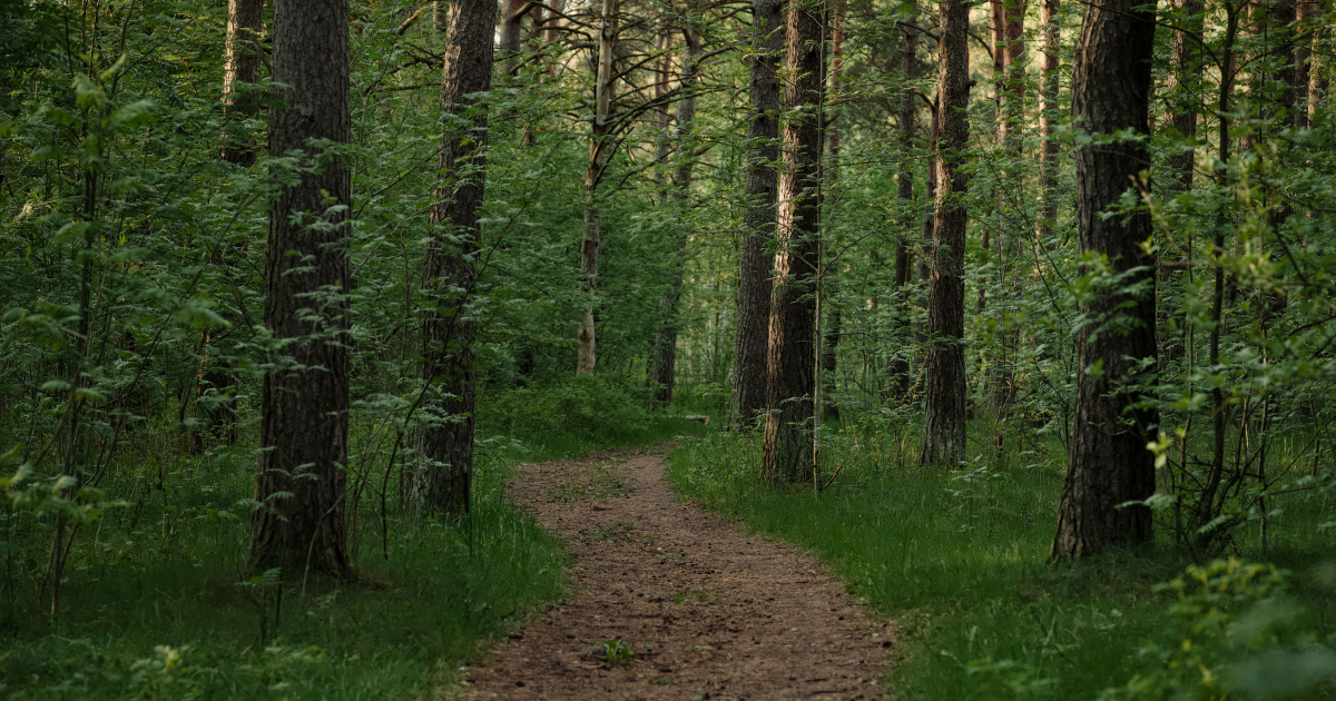 A path winds through the forrest