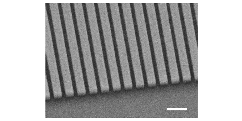 Scanning electron microscopy image of the patterned hydrogen silsesquioxane (HSQ) nanogratings with TiO2 cladding. Scale bar, 400 nm.