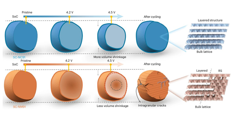 Schematic of the mechanism of chemomechanical evolutions for cobalt (top) and manganese (bottom) single-crystal Ni-rich Li metal coin cells during electrochemical cycling.