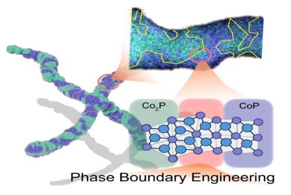 The polycrystalline mixed-phase Co2P-CoP branches are enriched with phase boundaries.
