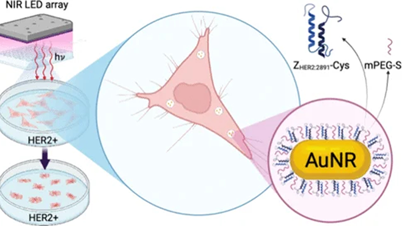 Gold nanorods (AuNRs) modified by HER2-specific affibody molecules (ZHER2:2891- Cys) are internalized specifically by HER2-positive cancer cells and promote HER2- specific photothermal cytotoxicity when irradiated by an 808 nm LED array.