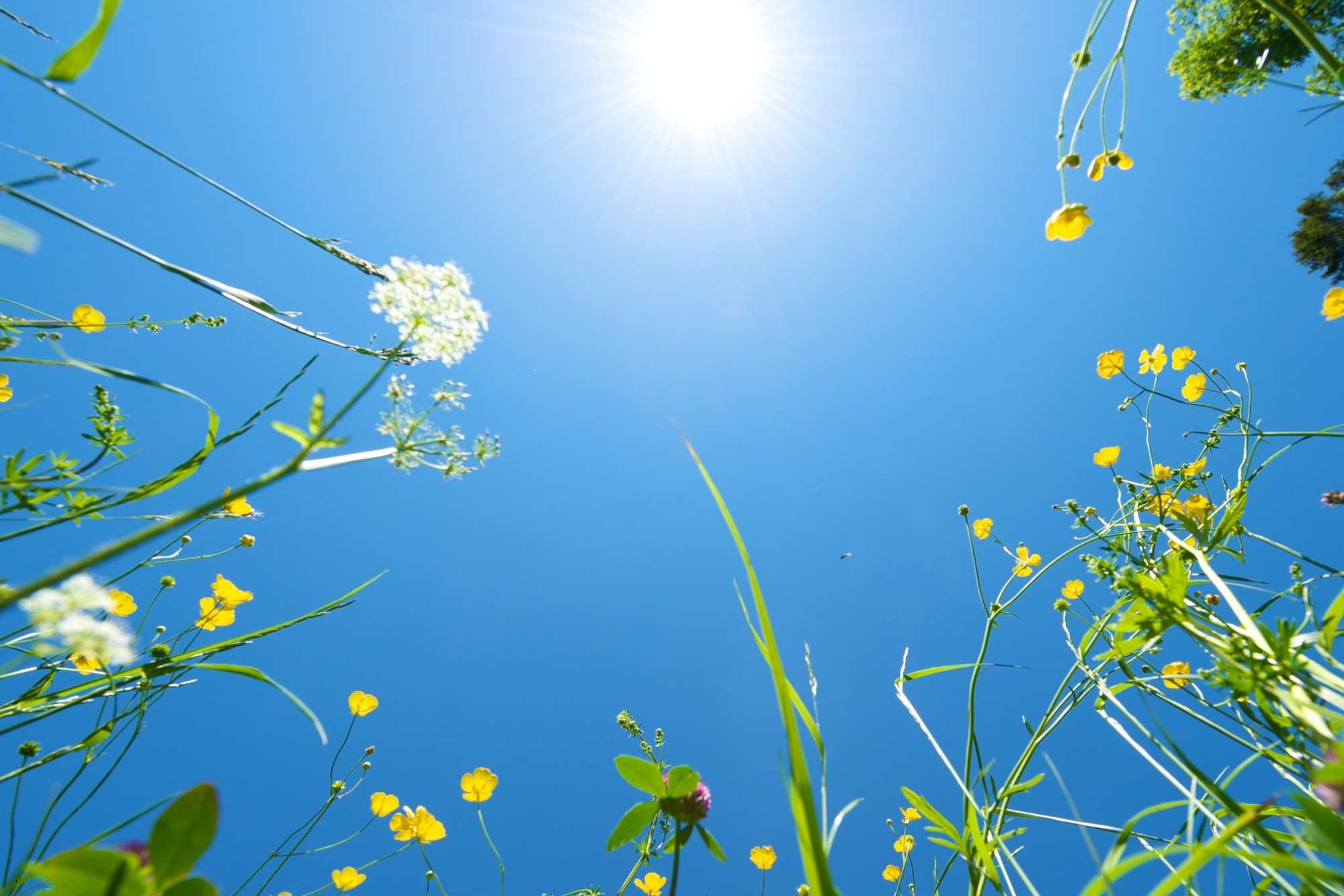 Ayurvedic Summer Season Rituals for your Wellbeing