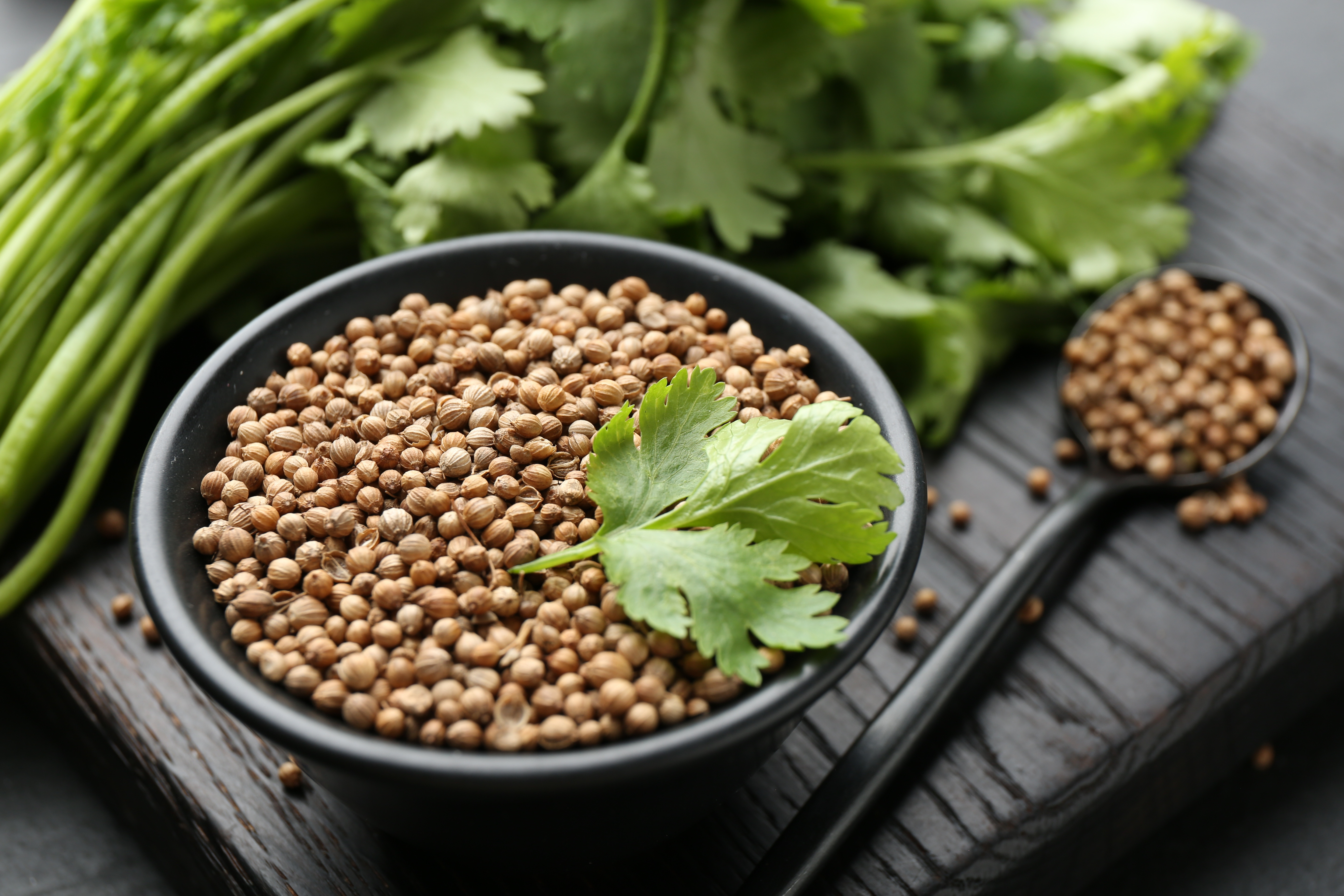 Coriander in Ayurveda: Benefits and the Science of Dhanyaka