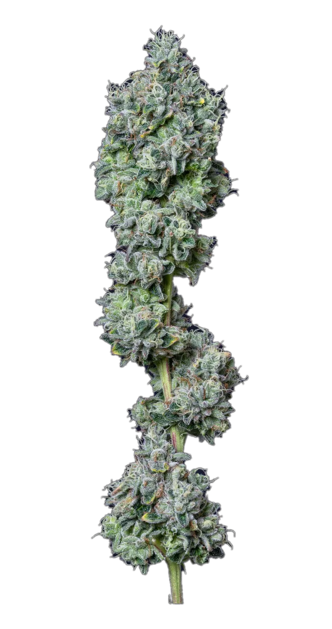 Gelatti Mints — Hybrid