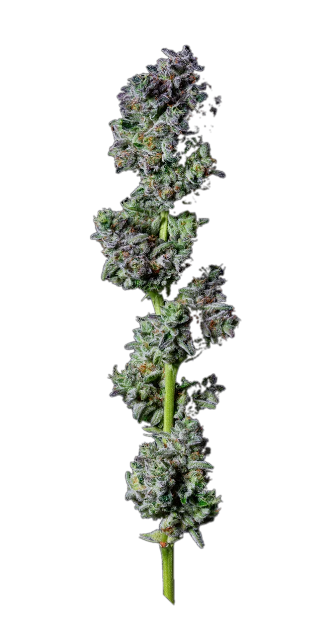 Platinum TK, Hybrid