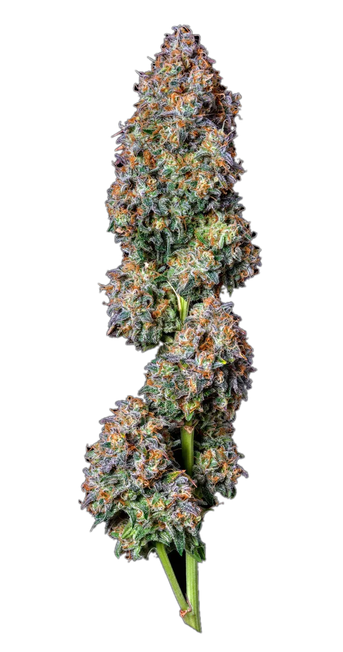 Tiger Rose, Hybrid