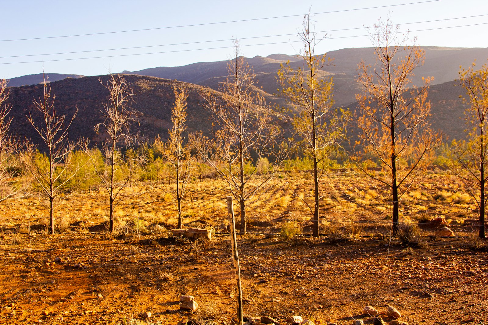 Dry trees on a parched field