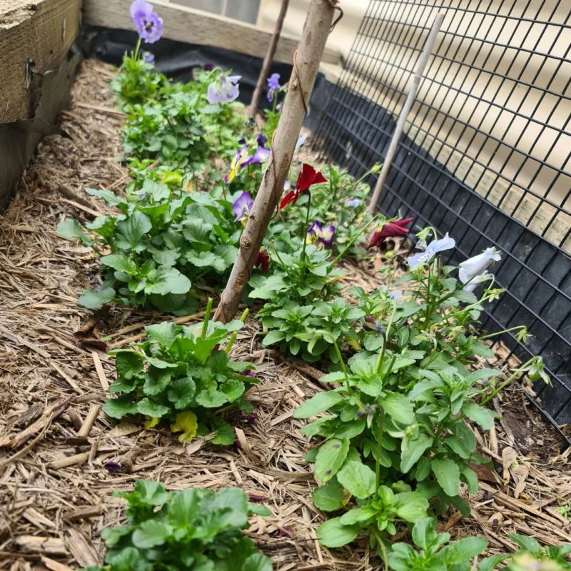 Row of plants in Galilee School garden.