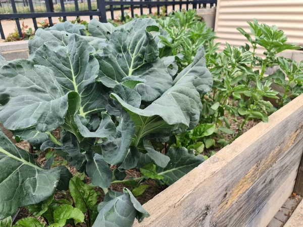 Row of plants in Galilee School garden.