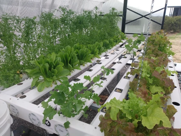 Galilee School row of garden plants inside greenhouse