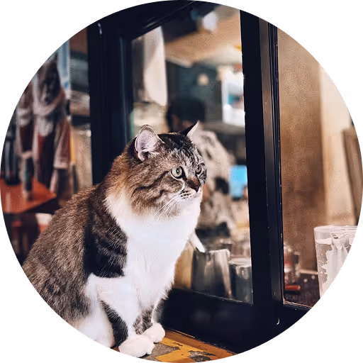 Brown and white tabby cat sitting on a ledge beside a window looking outside.