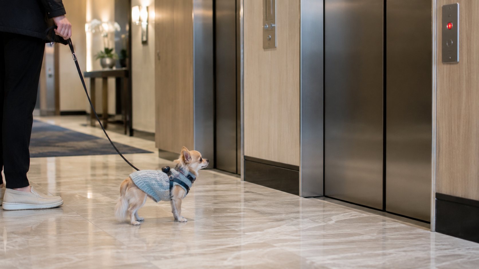 Curb Your Pet: How to Keep Your Snack Dogs Safe in Common Areas