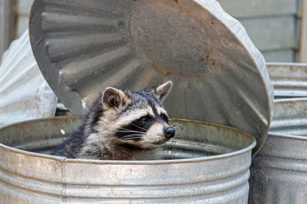 Dig through their trash