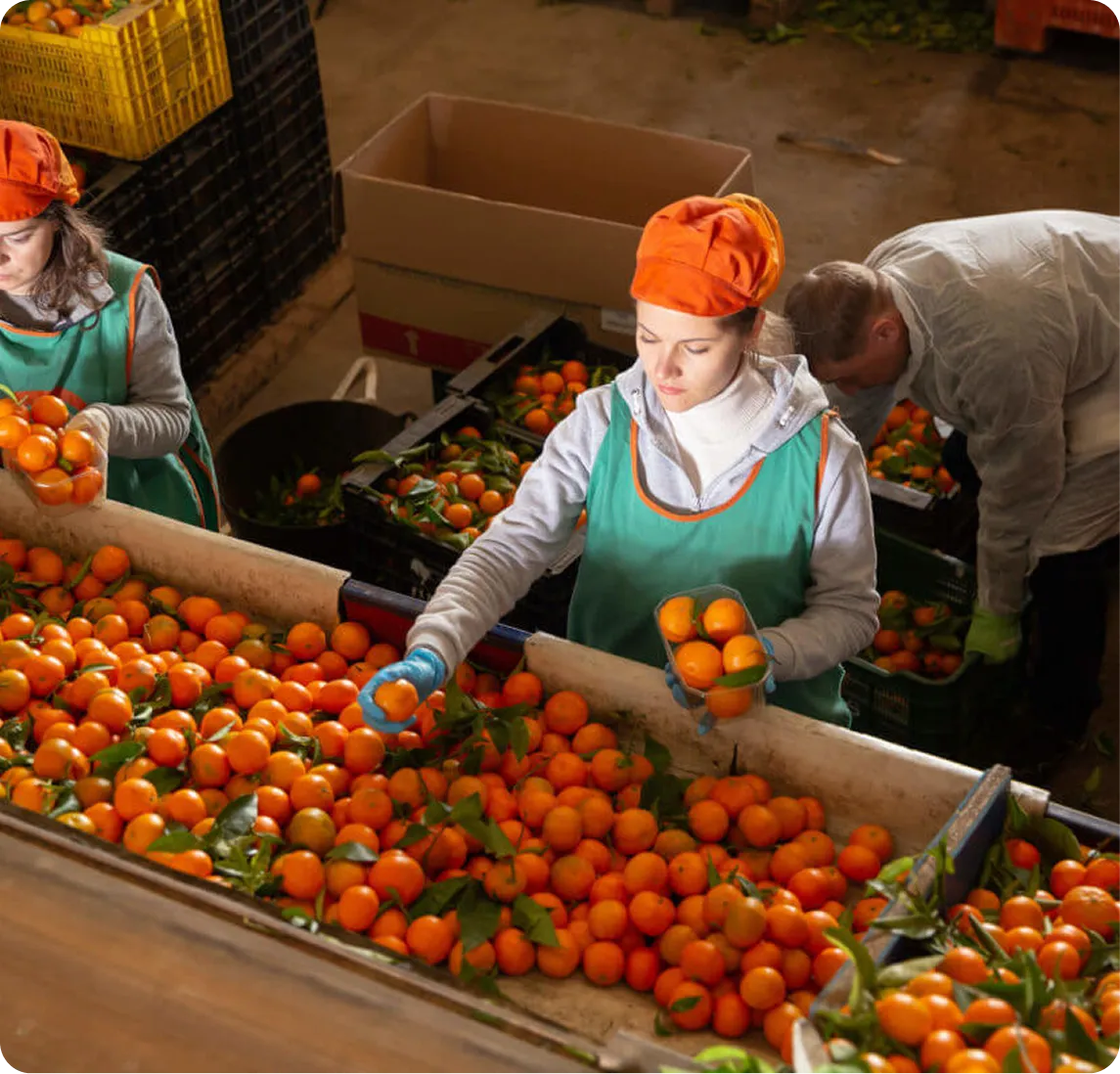 Workers wearing orange hats and green aprons sorting and packing fresh oranges on a processing line.