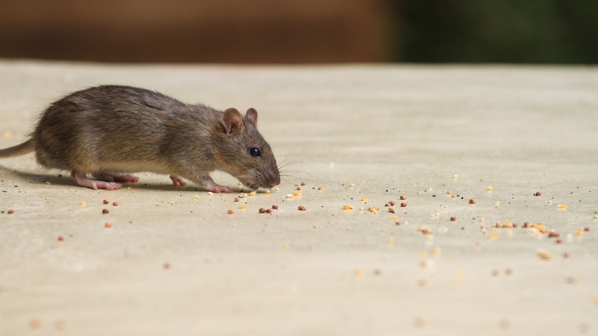 Mäuse im Haus erkennen und bekämpfen: Was erlaubt ist und was wirklich hilft