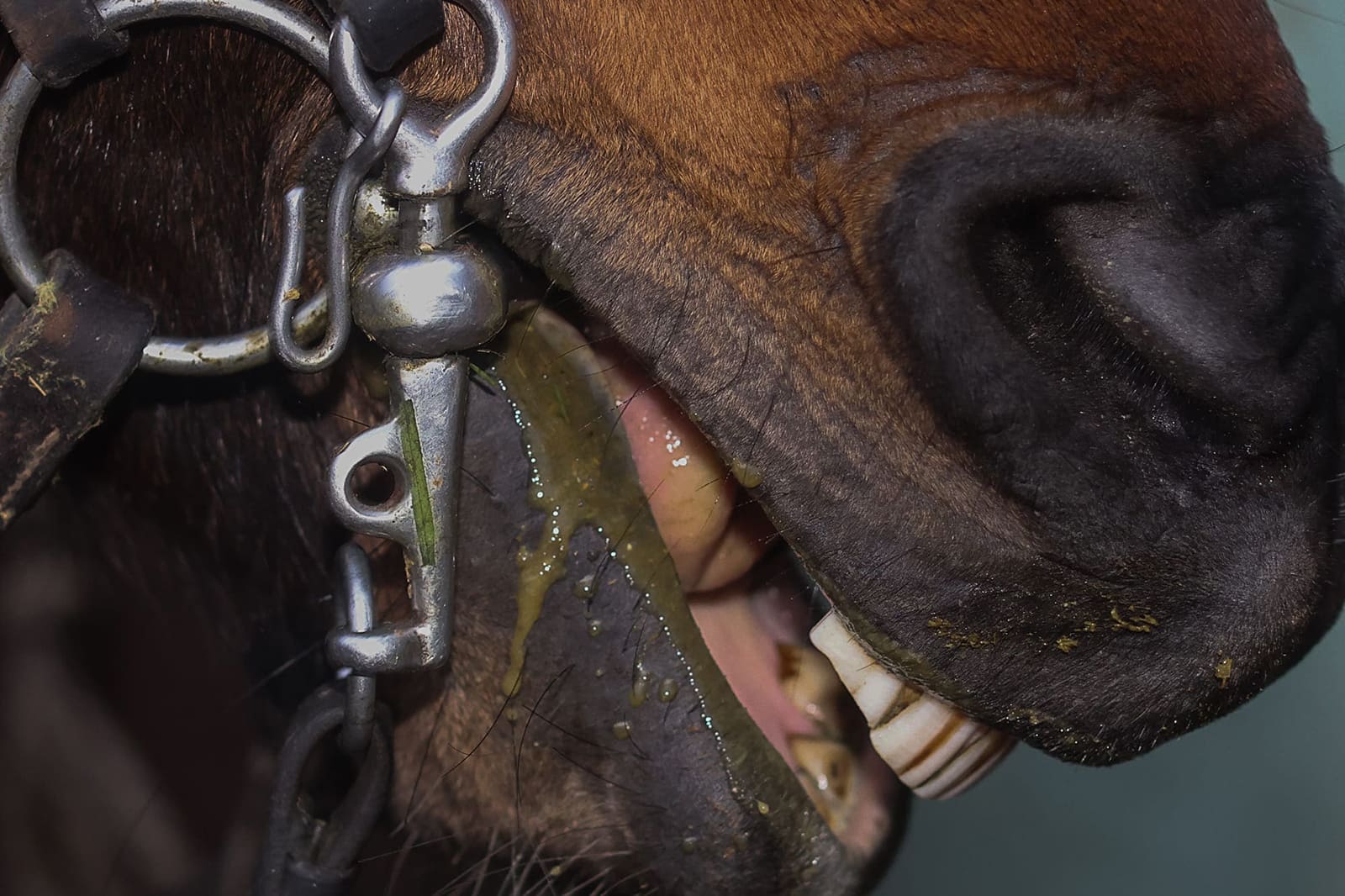 Close-up of a horse’s mouth and bridle with teeth visible and traces of grass and foam.
