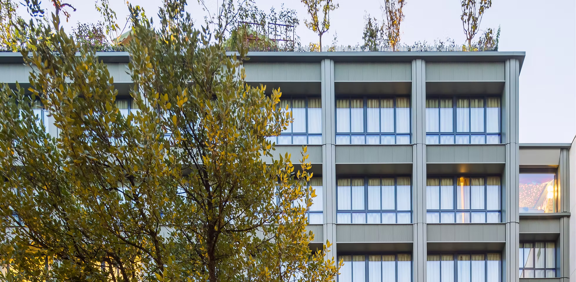 European building facade with mature tree