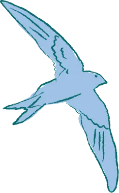 Illustration of a blue bird in mid-flight with wings spread wide.