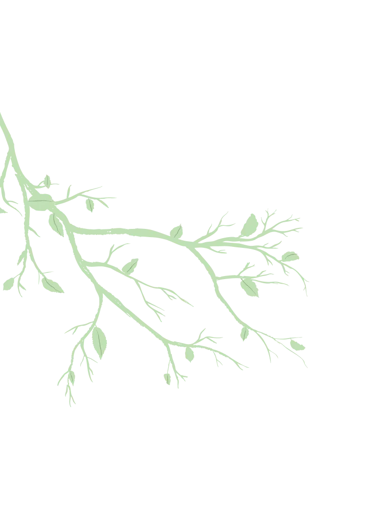 Illustration of a pale green leafy branch extending to the right on a transparent background.