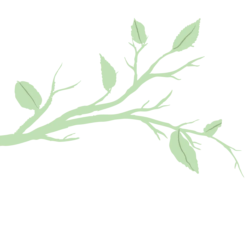 Illustration of a light green leafy branch with several simple leaves on a black background.