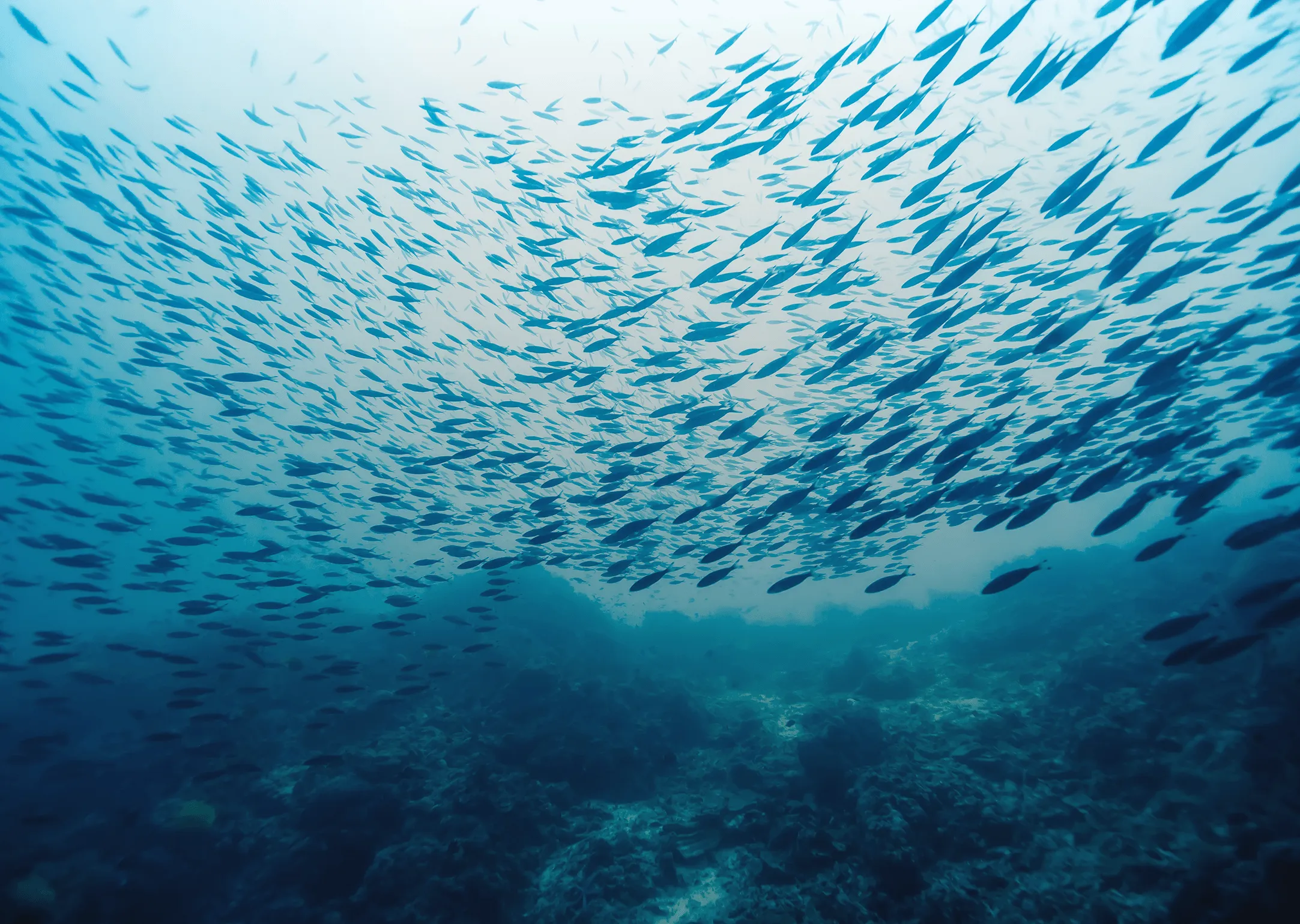 Large school of small fish swimming over a rocky seabed in clear blue ocean water.