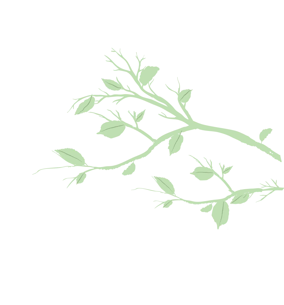 Illustration of a light green leafy branch with small leaves and stems on a transparent background.