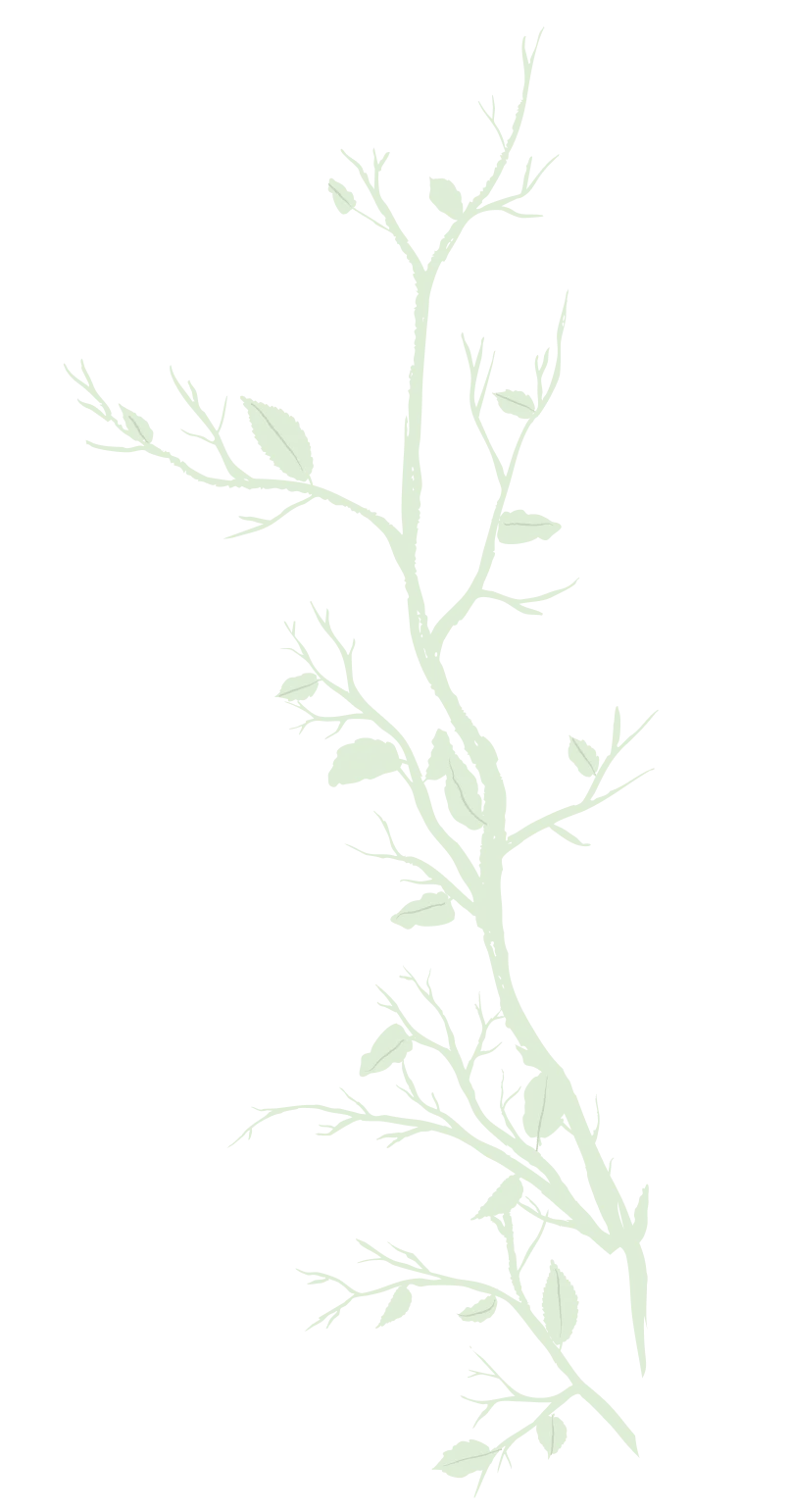 Illustration of a slender green branch with small light green leaves on a black background.