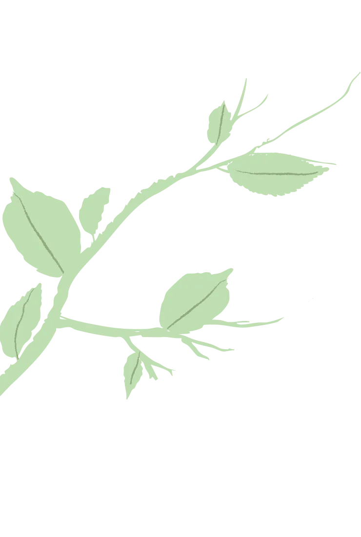 Illustration of a light green leafy branch with several elongated leaves on a thin stem.