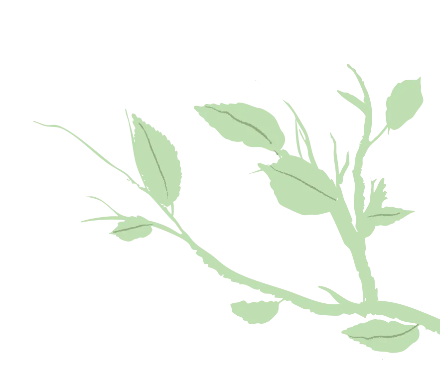 Illustration of a light green leafy branch with multiple stems and leaves on a transparent background.