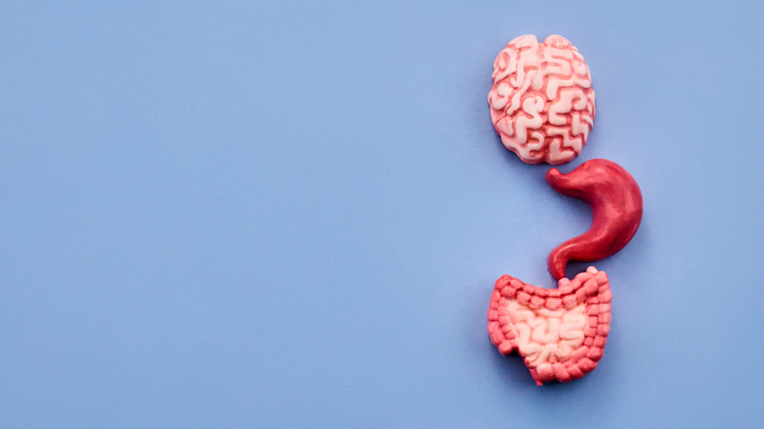 gut brain connection
