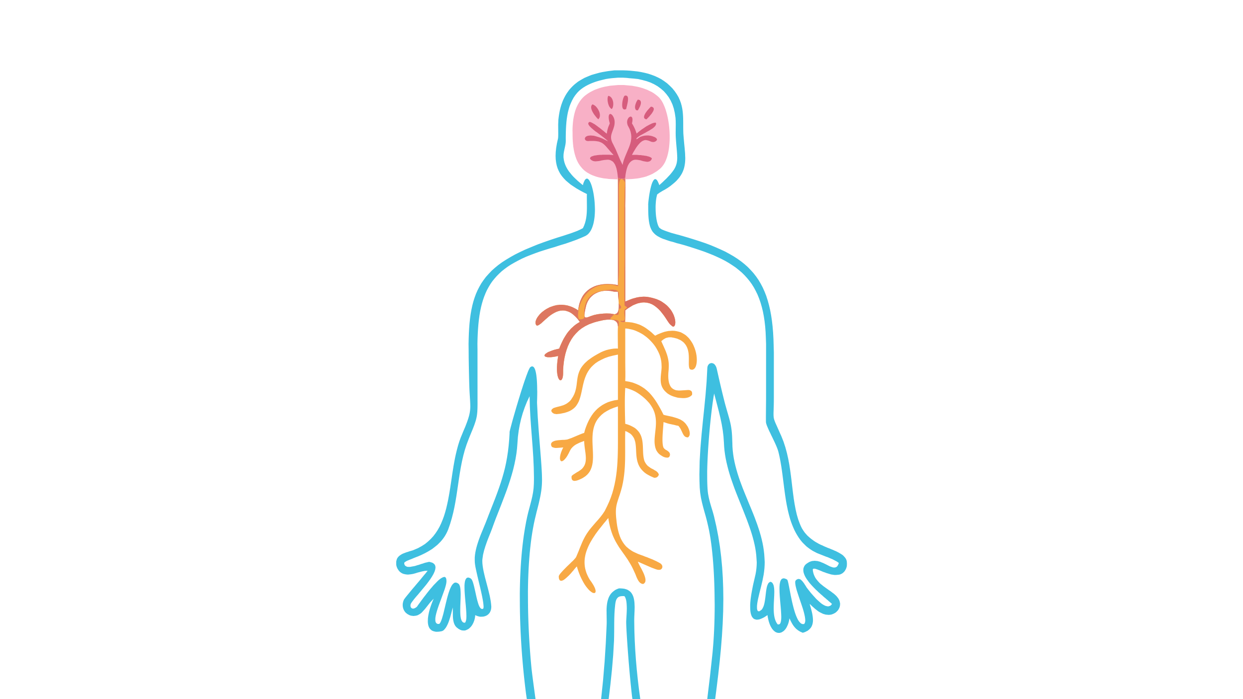 illustration of vagal nerve connecting gut to brain