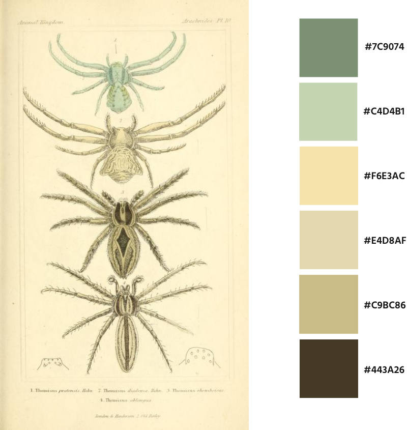 Ilustraciones de arácnidos en "El reino animal, clasificado según su organización" de Georges Cuvier del año 1864 con su paleta de colores.