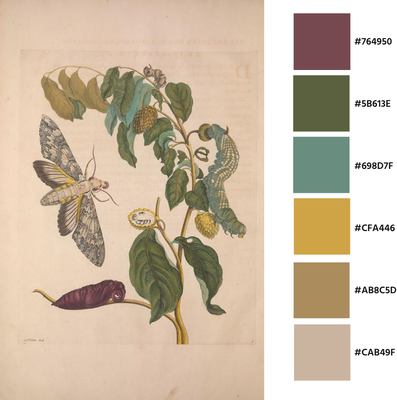 Ilustraciones de orugas en "Metamorfosis de insectos del Surinam" de Maria Sybilla Merian del año 1705 con su paleta de colores.